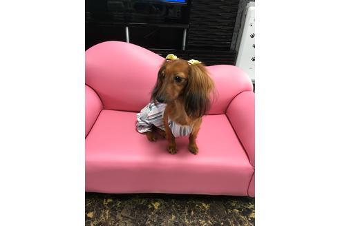 販売中のカニンヘンダックスフンド(ロングヘアード)の親犬